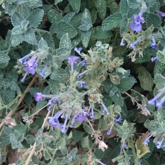 Nepeta racemosa
