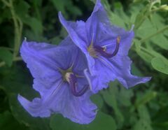 Solanum houstonii