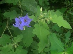Solanum houstonii