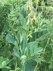 Astragalus frigidus
