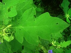 Solanum houstonii