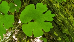 Sanguinaria canadensis