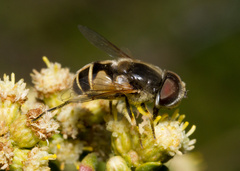 Eristalis hirta