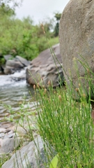 Equisetum bogotense