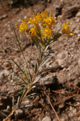 Tetradymia canescens