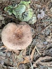 Lactarius vinaceorufescens