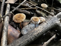 Fungi