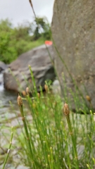 Equisetum bogotense