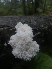 Hericium