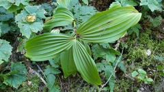 Veratrum