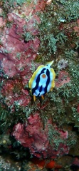Chromodoris strigata