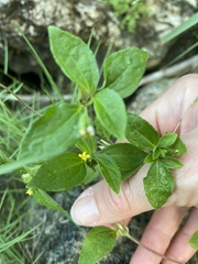 Calyptocarpus vialis