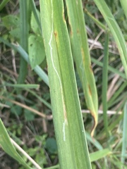 Ophiomyia kwansonis