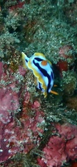 Chromodoris strigata