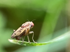 Opomyza