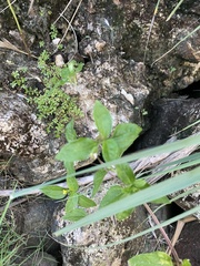 Calyptocarpus vialis