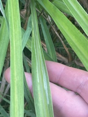 Ophiomyia kwansonis