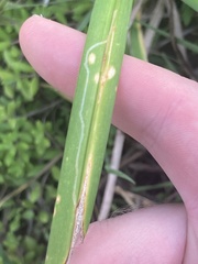 Ophiomyia kwansonis