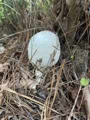Amanita polypyramis