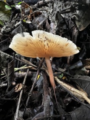 Fungi