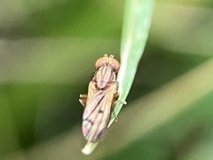 Opomyza