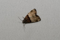 Cobubatha dividua