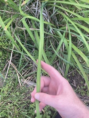 Ophiomyia kwansonis