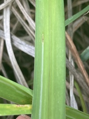 Ophiomyia kwansonis