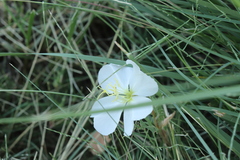 Oenothera albicaulis