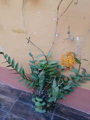 Epidendrum × obrienianum