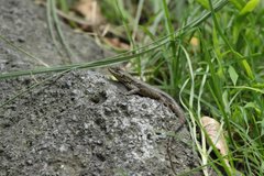 Sceloporus grammicus