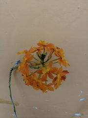 Epidendrum × obrienianum