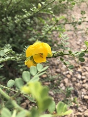 Erythrostemon mexicanus