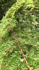 Tsuga heterophylla