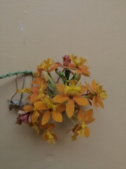 Epidendrum × obrienianum