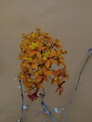 Epidendrum × obrienianum