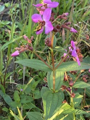 Rhexia virginica