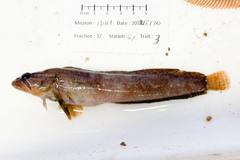 Ulvaria subbifurcata