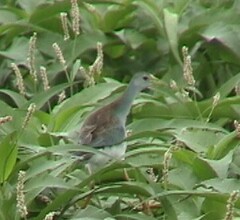 Porphyrio flavirostris