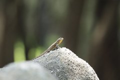 Sceloporus grammicus