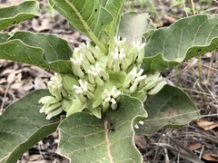 Asclepias nyctaginifolia