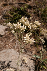 Pseudognaphalium microcephalum