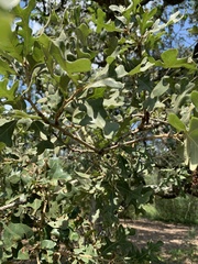 Quercus stellata