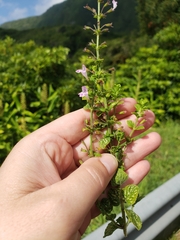 Clinopodium menthifolium ascendens