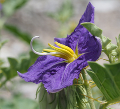 Solanum houstonii