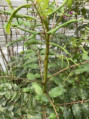 Zanthoxylum