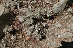 Eriogonum saxatile