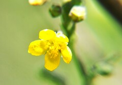 Wissadula amplissima