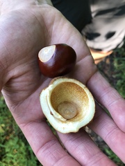Aesculus glabra
