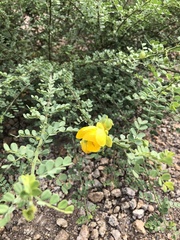 Erythrostemon mexicanus